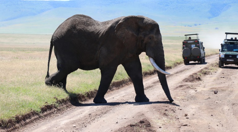 ngorongoro crater day tour